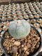 Lophophora Williamsii  5-6 cm 12 years old seed ownroot flower seedling ロフォフォラ 烏羽玉　仔吹き サボテン