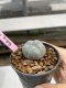 Lophophora Williamsii 6-7 cm 9 years old seed ownroot flower seedling ロフォフォラ　烏羽玉　仔吹き　サボテン