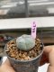 Lophophora Williamsii 6-7 cm 9 years old seed ownroot flower seedling ロフォフォラ　烏羽玉　仔吹き　サボテン