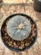 Lophophora Williamsii  5-6 cm 12 years old seed ownroot flower seedling ロフォフォラ 烏羽玉　仔吹き サボテン