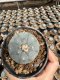 Lophophora Williamsii  5-6 cm 12 years old seed ownroot flower seedling ロフォフォラ 烏羽玉　仔吹き サボテン