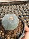 Lophophora Williamsii  5-6 cm 12 years old seed ownroot flower seedling ロフォフォラ 烏羽玉　仔吹き サボテン