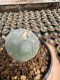 Lophophora Williamsii  5-6 cm 12 years old seed ownroot flower seedling ロフォフォラ 烏羽玉　仔吹き サボテン