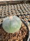 Lophophora Williamsii  5-6 cm 12 years old seed ownroot flower seedling ロフォフォラ 烏羽玉　仔吹き サボテン