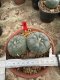 Lophophora Williamsii  7-8 cm 18 years old seed ownroot flower seedling ロフォフォラ 烏羽玉　仔吹き サボテン