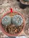 Lophophora Williamsii  7-8 cm 18 years old seed ownroot flower seedling ロフォフォラ 烏羽玉　仔吹き サボテン