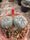 Lophophora Williamsii  7-8 cm 18 years old seed ownroot flower seedling ロフォフォラ 烏羽玉　仔吹き サボテン