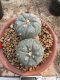 Lophophora Williamsii  7-8 cm 18 years old seed ownroot flower seedling ロフォフォラ 烏羽玉　仔吹き サボテン