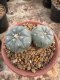 Lophophora Williamsii  7-8 cm 18 years old seed ownroot flower seedling ロフォフォラ 烏羽玉　仔吹き サボテン