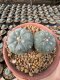 Lophophora Williamsii  7-8 cm 18 years old seed ownroot flower seedling ロフォフォラ 烏羽玉　仔吹き サボテン