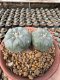 Lophophora Williamsii  7-8 cm 18 years old seed ownroot flower seedling ロフォフォラ 烏羽玉　仔吹き サボテン