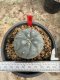 Lophophora Williamsii 5-6 cm 12 years old seed ownroot flower seedling ロフォフォラ 烏羽玉　仔吹き サボテン