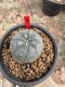 Lophophora Williamsii 5-6 cm 12 years old seed ownroot flower seedling ロフォフォラ 烏羽玉　仔吹き サボテン