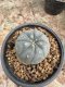 Lophophora Williamsii 5-6 cm 12 years old seed ownroot flower seedling ロフォフォラ 烏羽玉　仔吹き サボテン