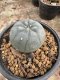 Lophophora Williamsii 5-6 cm 12 years old seed ownroot flower seedling ロフォフォラ 烏羽玉　仔吹き サボテン