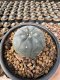 Lophophora Williamsii 5-6 cm 12 years old seed ownroot flower seedling ロフォフォラ 烏羽玉　仔吹き サボテン