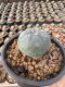 Lophophora Williamsii 5-6 cm 12 years old seed ownroot flower seedling ロフォフォラ 烏羽玉　仔吹き サボテン