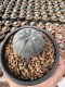 Lophophora Williamsii 5-6 cm 12 years old seed ownroot flower seedling ロフォフォラ 烏羽玉　仔吹き サボテン