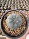Lophophora Williamsii 5-6 cm 12 years old seed ownroot flower seedling ロフォフォラ 烏羽玉　仔吹き サボテン