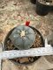 Lophophora Williamsii 5-6 cm 12 years old seed ownroot flower seedling ロフォフォラ 烏羽玉　仔吹き サボテン