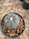 Lophophora Williamsii 5-6 cm 12 years old seed ownroot flower seedling ロフォフォラ 烏羽玉　仔吹き サボテン