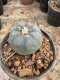 Lophophora Williamsii 5-6 cm 12 years old seed ownroot flower seedling ロフォフォラ 烏羽玉　仔吹き サボテン