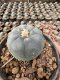 Lophophora Williamsii 5-6 cm 12 years old seed ownroot flower seedling ロフォフォラ 烏羽玉　仔吹き サボテン