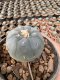 Lophophora Williamsii 5-6 cm 12 years old seed ownroot flower seedling ロフォフォラ 烏羽玉　仔吹き サボテン