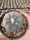 Lophophora Williamsii 5-6 cm 12 years old seed ownroot flower seedling ロフォフォラ 烏羽玉　仔吹き サボテン