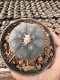Lophophora Williamsii 5-6 cm 12 years old seed ownroot flower seedling ロフォフォラ 烏羽玉　仔吹き サボテン
