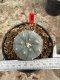 Lophophora Williamsii 5-6 cm 12 years old seed ownroot flower seedling ロフォフォラ 烏羽玉　仔吹き サボテン