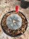 Lophophora Williamsii 5-6 cm 12 years old seed ownroot flower seedling ロフォフォラ 烏羽玉　仔吹き サボテン