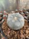 Lophophora Williamsii 5-6 cm 12 years old seed ownroot flower seedling ロフォフォラ 烏羽玉　仔吹き サボテン