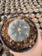 Lophophora Williamsii 5-6 cm 12 years old seed ownroot flower seedling ロフォフォラ 烏羽玉　仔吹き サボテン