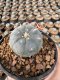 Lophophora Williamsii 5-6 cm 12 years old seed ownroot flower seedling ロフォフォラ 烏羽玉　仔吹き サボテン