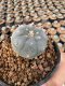 Lophophora Williamsii 5-6 cm 12 years old seed ownroot flower seedling ロフォフォラ 烏羽玉　仔吹き サボテン