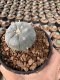 Lophophora Williamsii 5-6 cm 12 years old seed ownroot flower seedling ロフォフォラ 烏羽玉　仔吹き サボテン