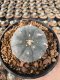 Lophophora Williamsii 5-6 cm 12 years old seed ownroot flower seedling ロフォフォラ 烏羽玉　仔吹き サボテン