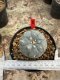 Lophophora Williamsii 5-6 cm 12 years old seed ownroot flower seedling ロフォフォラ 烏羽玉　仔吹き サボテン