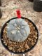 Lophophora Williamsii 5-6 cm 12 years old seed ownroot flower seedling ロフォフォラ 烏羽玉　仔吹き サボテン