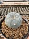 Lophophora Williamsii 5-6 cm 12 years old seed ownroot flower seedling ロフォフォラ 烏羽玉　仔吹き サボテン