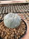 Lophophora Williamsii 5-6 cm 12 years old seed ownroot flower seedling ロフォフォラ 烏羽玉　仔吹き サボテン