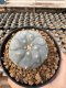 Lophophora Williamsii 5-6 cm 12 years old seed ownroot flower seedling ロフォフォラ 烏羽玉　仔吹き サボテン