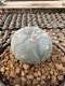 Lophophora Williamsii 5-6 cm 12 years old seed ownroot flower seedling ロフォフォラ 烏羽玉　仔吹き サボテン