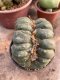 Lophophora Williamsii Cristata 10 cm 18 years flower seedling