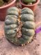 Lophophora Williamsii Cristata 10 cm 18 years flower seedling