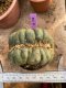 Lophophora Williamsii Cristata 10 cm 18 years flower seedling