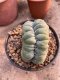 Lophophora Williamsii Cristata 10 cm 18 years flower seedling