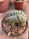 Lophophora Williamsii Cristata 10 cm 18 years flower seedling