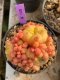 Lophophora Williamsii Variegata 8 cm 10 years flower seedling